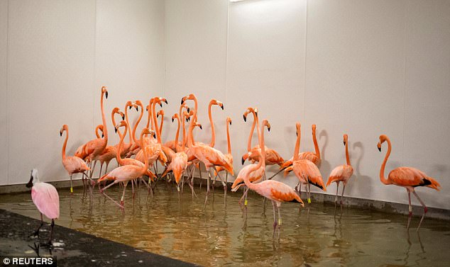 4416C32800000578-0-Flamingos_take_refuge_in_a_shelter_ahead_of_the_downfall_of_Hurr-a-12_1505058586987.jpg