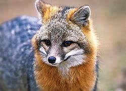 gray_fox.jpg