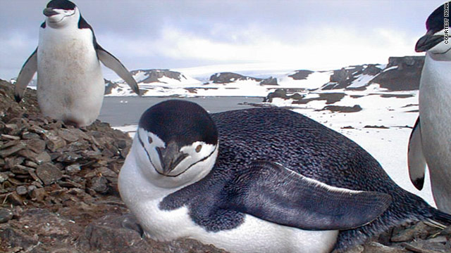 t1larg.penguin.noaa.jpg