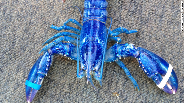 120612011118-blue-lobster-story-top.jpg