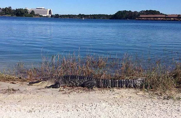 Alligator-found-on-the-beach-of-the-Seven-Seas-Lagoon.jpg