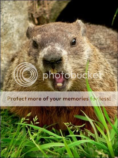 Woodchuck9.jpg