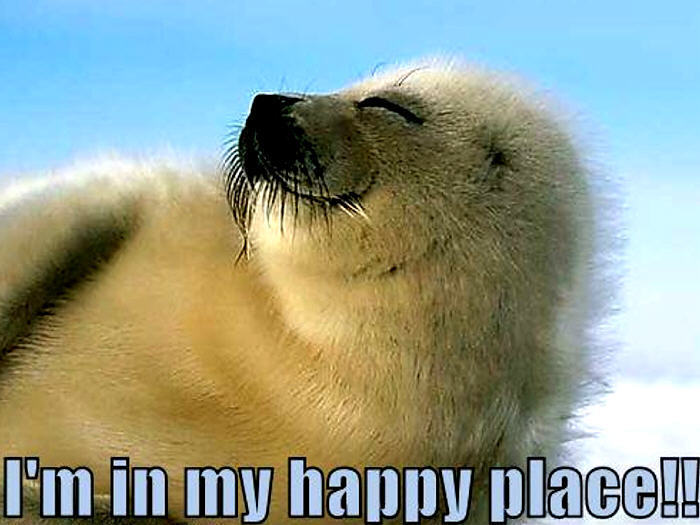 seal-funny-animal-humor-20256590-700-525.jpg