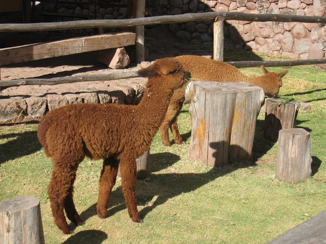 Baby%20Alpaca.jpg