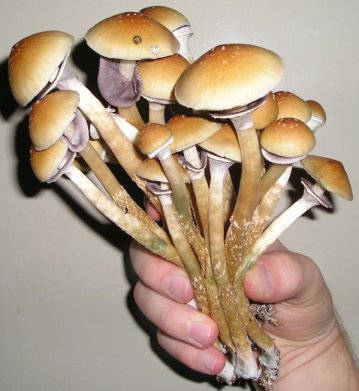 wild-magic-mushrooms.jpg