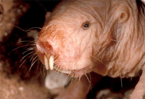 naked-mole-rat.jpg