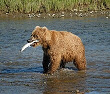 220px-Bear_Alaska_(3).jpg