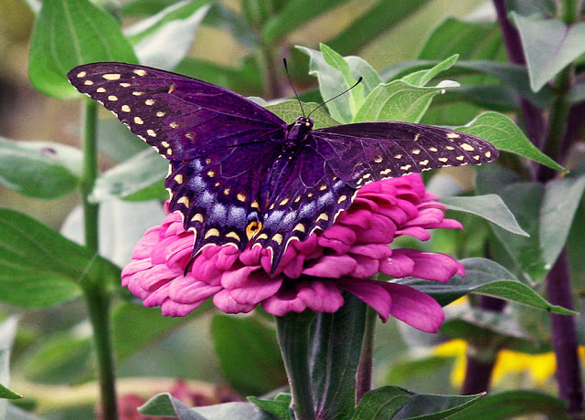 purplespringbutterfly.jpg