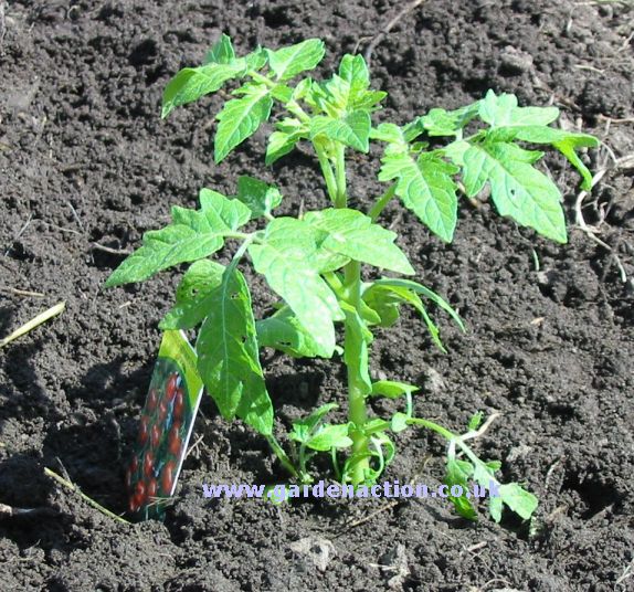 plant-tomato-5-mine.jpg