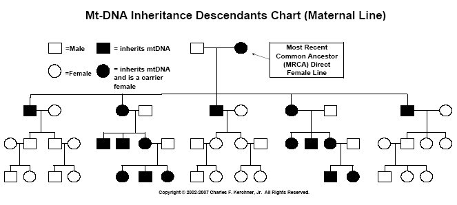 mtdna-inheritance-2007.jpg