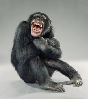 laughing-monkey.jpg