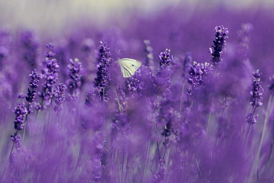 lavender-4186957_960_720.jpg
