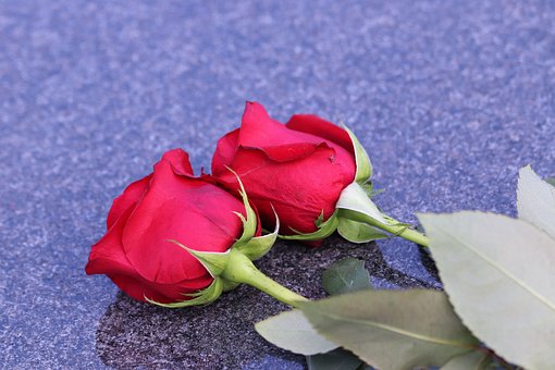 two-red-roses-4210620__340.jpg