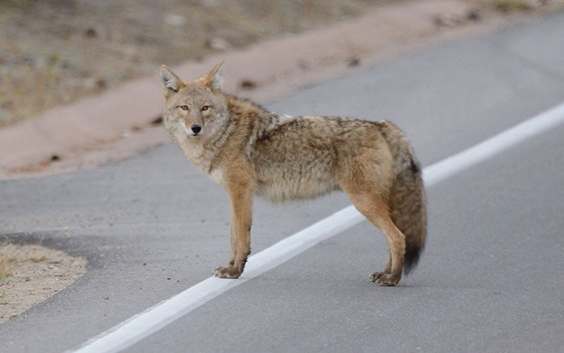 coyote-800.jpg