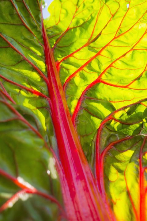 gallery-1496694617-rhubarb.jpg