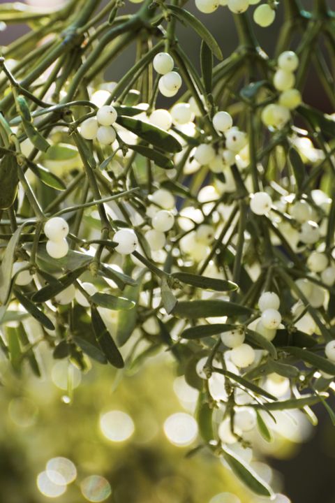 54ff55a310e8c-mistletoe-plant-de.jpg