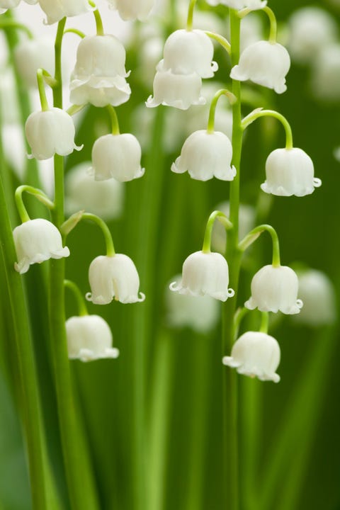 lily-of-the-valley-1521657099.jpg