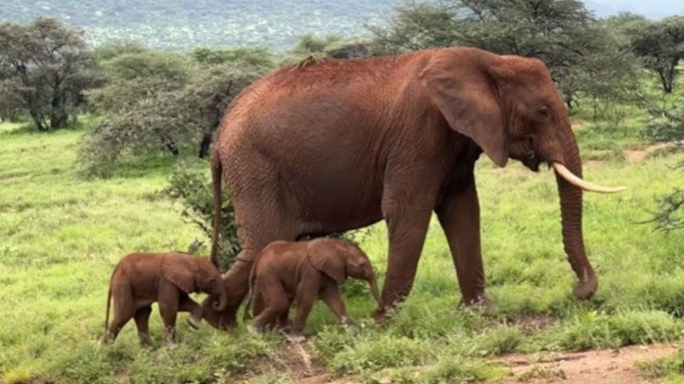 In this screen grab from a video posted to the Instagram account of Save the Elephants, a set of elephant twins is shown in Kenya.