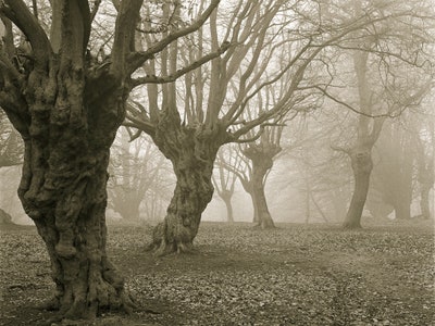 haunted-forests-epping-forest-england-Alamy-C7THX0.jpg