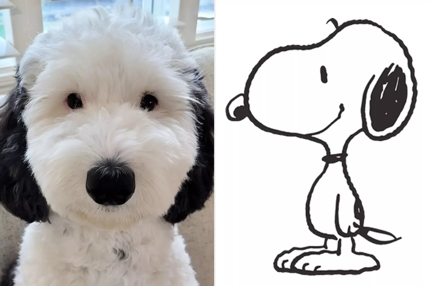 dog that looks like Snoopy from Peanuts.