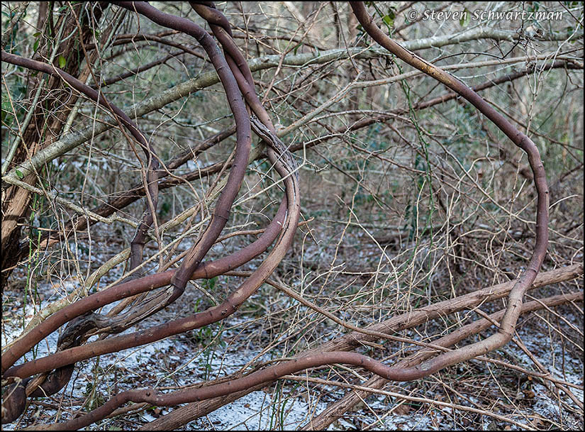 old-rattan-vines-0558.jpg