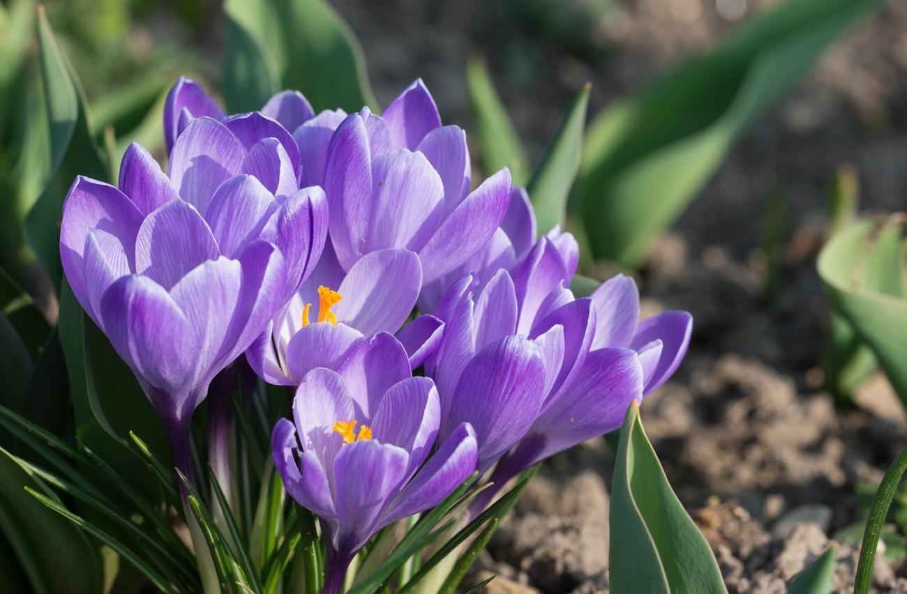 crocuses.jpg