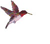 animated-bird-image-0361.gif