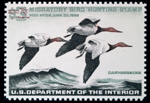 Duck Stamp with three canvasbacks flying over wavy water