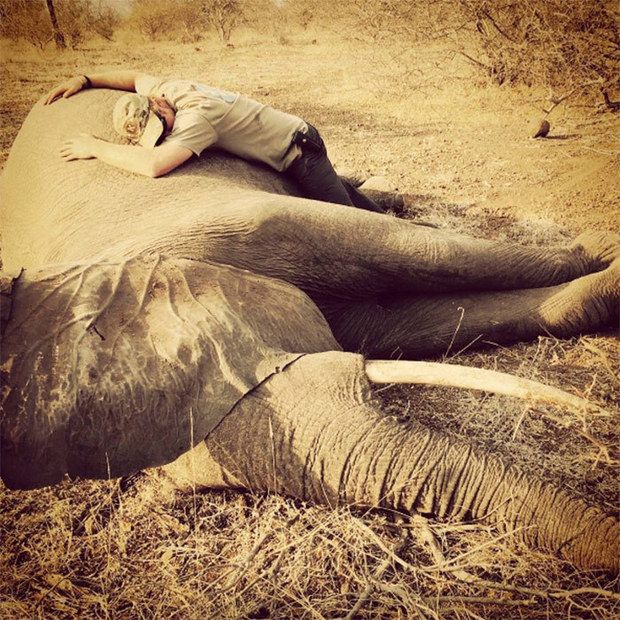 prince-harry-elephant-z.jpg